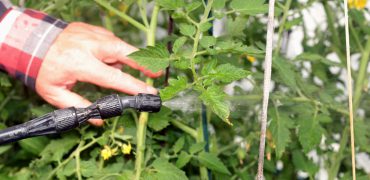 Organic-Pest-Control-for-Your-Garden-That-Really-Works1